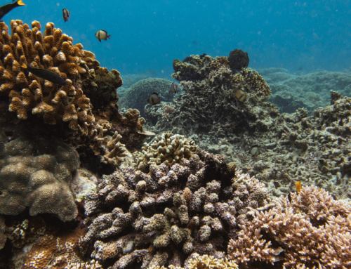 Triangle de Corail : l’expansion du GNL soutenue par les assureurs menace l’écosystème marin le plus riche au monde
